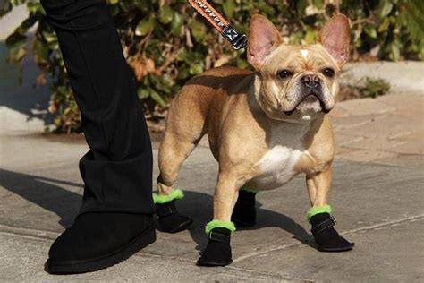 Dog Walking Outfits: How to Get the Dog Walk Drip in 2021