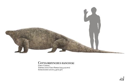 Cotylorhynchus by PrehistoryByLiam on DeviantArt