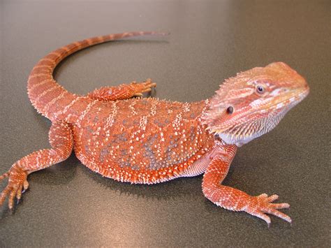 Orange-Bearded-Dragon.jpg (2592×1944) | luchertolas y mas | Pinterest | Mono