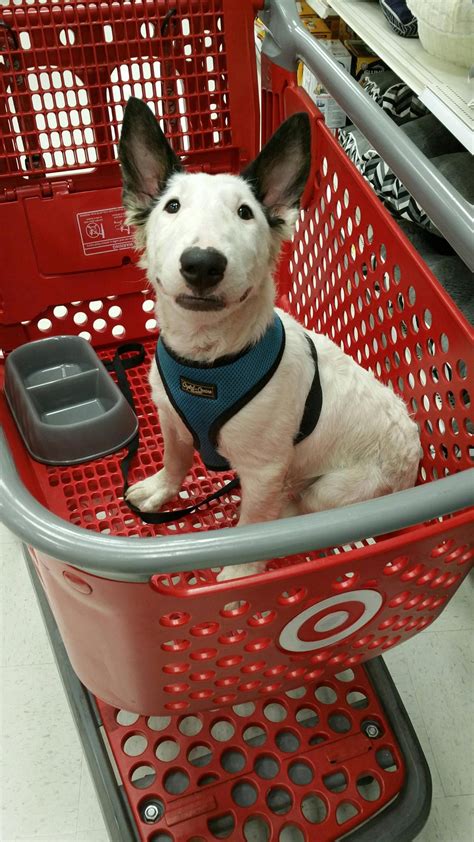 a small white dog sitting in a red basket on top of a shopping cart at ...