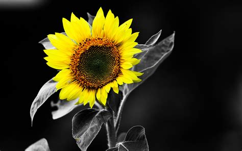 Download Nature Sunflower HD Wallpaper