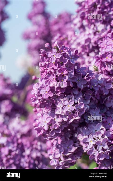 Common lilac znamja lenina hi-res stock photography and images - Alamy