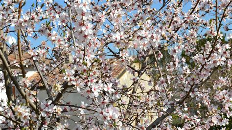 How To Take Care Of An Almond Tree