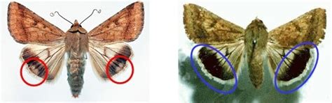 Life cycles - Helicoverpa armigera and H. punctigera (Lepidoptera ...