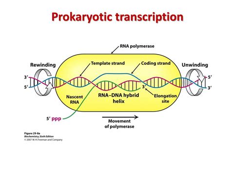 PPT - Prokaryotic gene regulation PowerPoint Presentation, free download - ID:3057959