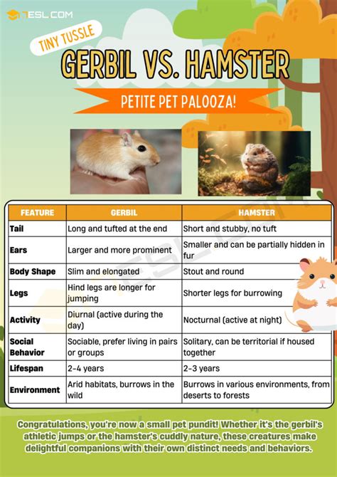 Gerbil vs. Hamster: What's the Difference? • 7ESL