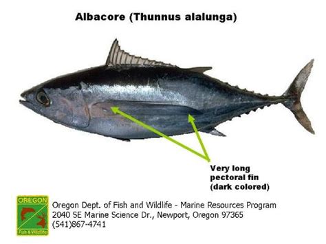 Do Tuna Fish Have Scales - Fishing Form