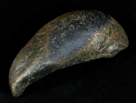 Fossil Cetacean (Whale) Ear Bone - Miocene For Sale (#3486) - FossilEra.com