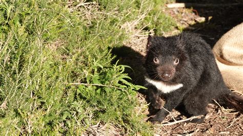 Endangered Tasmanian devils insured against future threats - The ...