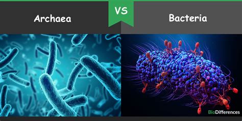 DIFERENCIAS ENTRE BACTERIAS Y ARCHAEAS.