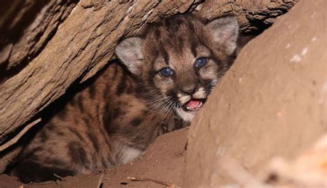 Four new mountain lion kittens to be challenged by L.A. freeways | For ...