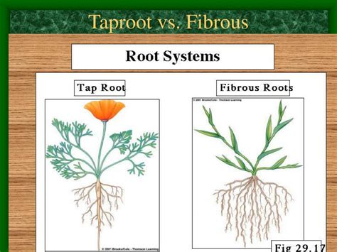 Fibrous Root Vs Taproot