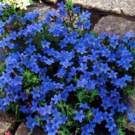 6 x Lithodora Diffusa 'Heavenly Blue' - Steenzaad pot 9x9cm | bol.com ...