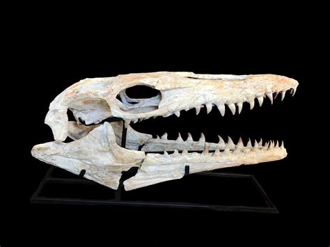 “Mosasaur” Skull - Real or Fake? - Is It Real? How to Recognize Fossil Fabrications - The Fossil ...