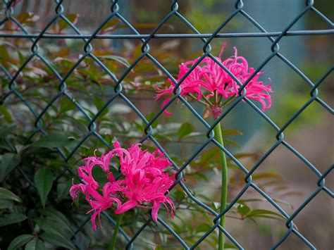 Pink spider lilies (lycoris radiata, 彼岸花) | Pink spider lili… | Flickr