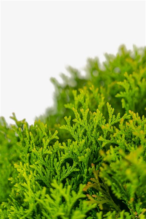 Little Giant Arborvitae Shrubs For Sale | The Tree Center