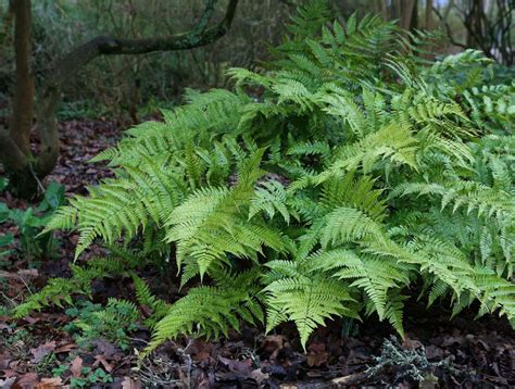 Hardy evergreen ferns for any spot in the garden | Bestall & Co