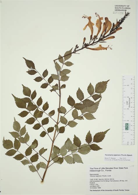 Tecomaria capensis - Species Page - ISB: Atlas of Florida Plants