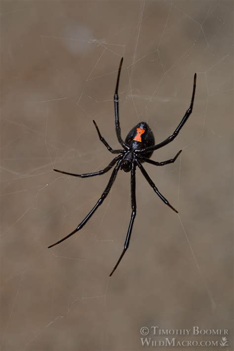 Western Black Widow Spider (Latrodectus hesperus) Pictures | Wild Macro ...