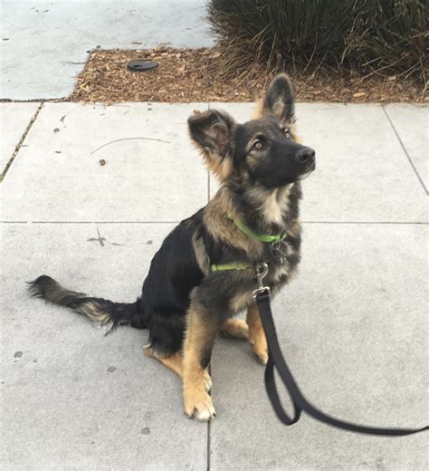 Dog of the Day: Ace the German Shepherd Border Collie Mix Puppy | The Dogs of San Francisco