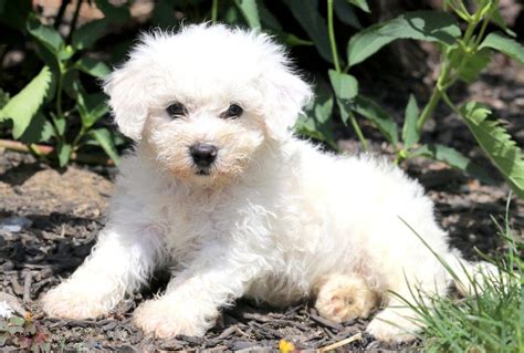 47+ How Much For Bichon Frise Puppy Picture - Bleumoonproductions