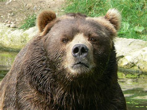 File:Male kodiak bear face.JPG - Wikimedia Commons