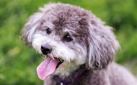 Small Poodle Mixes - Top Ten Cute Curly Cross Breeds