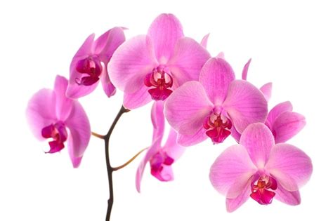 Premium Photo | Pink orchid