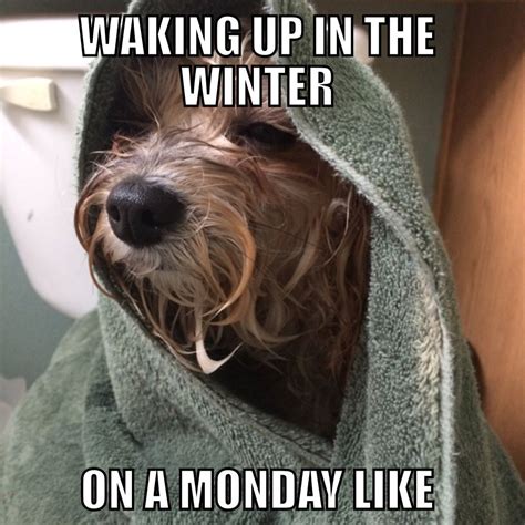 Sofia Winter Monday Mornings Dog meme Funny dog memes | Funny dog memes ...