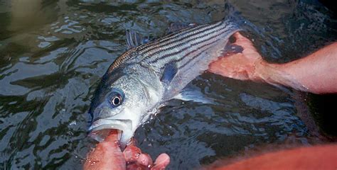 Striped Bass (Rockfish) - Chesapeake Bay Foundation