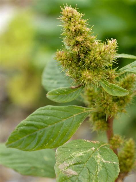 Problematic pigweed in pastures? Researchers explore solutions.