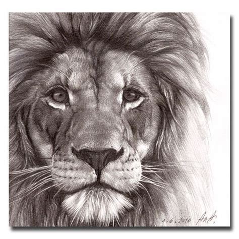 Pin by ОБРОСОВ ВАСИЛИЙ on картинки | Lion face drawing, Lion sketch ...