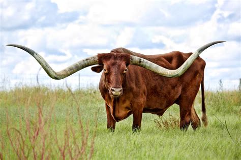 Texas Longhorns 4k Wallpaper