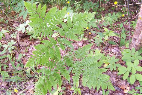 Fern Guide - Friends of Acadia