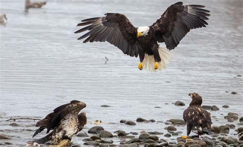 How the Potomac River shapes local wildlife — Potomac Conservancy