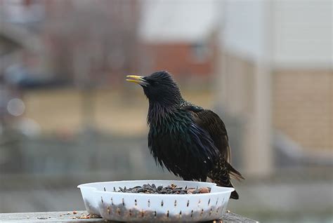 Fluffing His Feathers | A Male Common Starling (European Sta… | Flickr