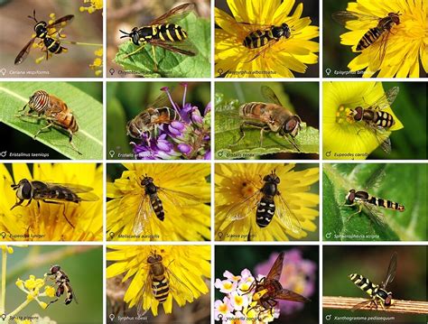 Hoverfly | The Canadian Encyclopedia