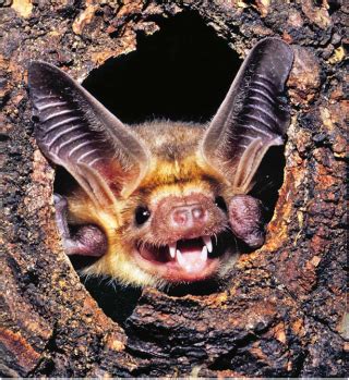 Habitat - Facts About Bats