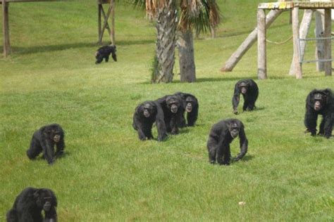 Public invited to become members at Save the Chimps - Vero News