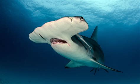 Hammerhead Shark Attack