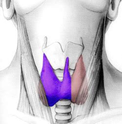 Types of Surgery - Endocrinesurgery.net.au