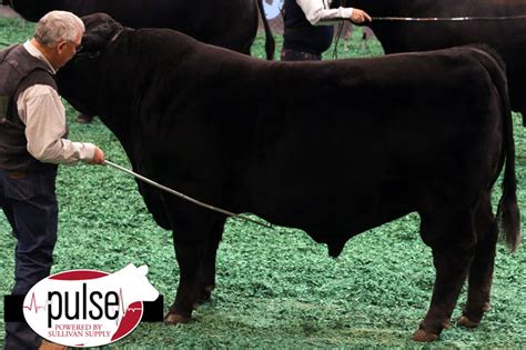 Houston Stock Show | Open Black Brangus Bull | The Pulse