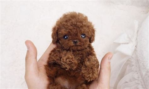 Teacup Poodle - Facts About This Cute Miniature Breed - Animal Corner