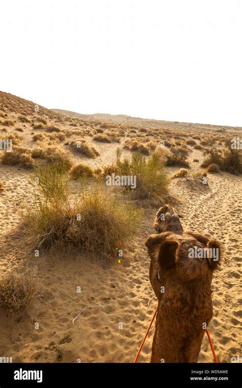 Thar desert animals hi-res stock photography and images - Alamy