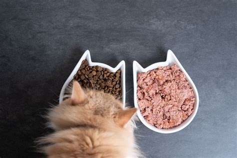 Wet vs Dry Cat Food: What's the Difference? | AskVet