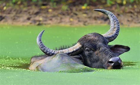 Which Animals Have Horns? - WorldAtlas.com