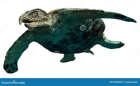 Archelon stock illustration. Illustration of archelon - 81845607