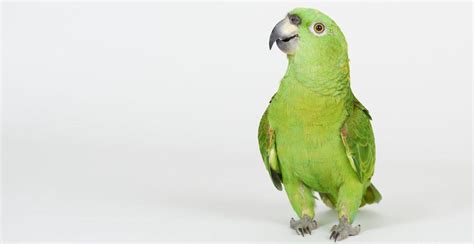 Amazon Parrot - Care Guide, Info & Price - Petsoid