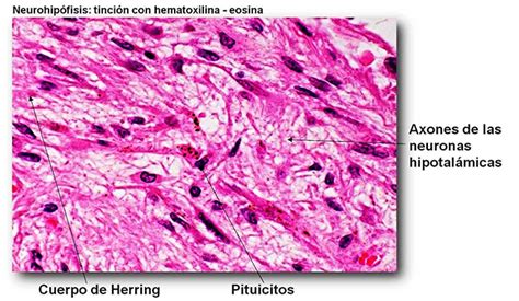 Medical Review : Histoligía de sistema endócrino