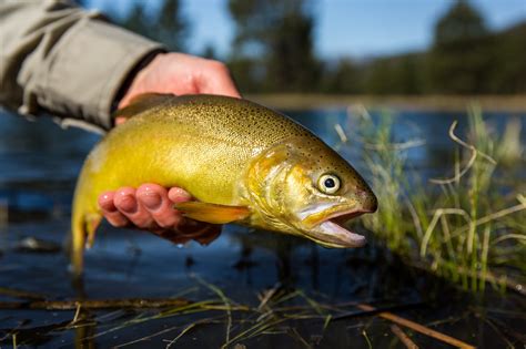 Gila Trout: A Native Trout Conservation Story | Tenkara Angler